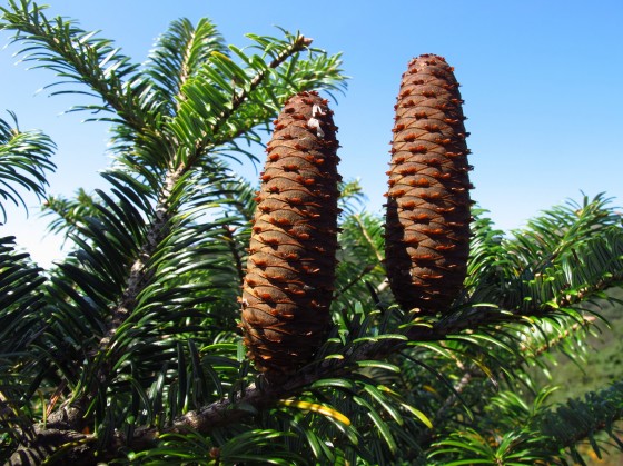 One of fifty Ziyuan fir trees known to exist in the reserve before surveys were carried out. Credit: Lin Wuying/FFI.