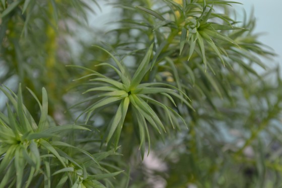 Xanthocyparis vietnamensis. Endangered.