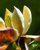 Manglietia grandis - CE on the IUCN Red List. Credit Jackson Xu FFI