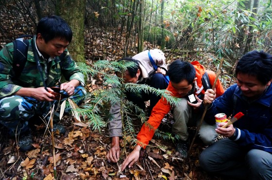 Newly discovered Abies ziyuanensis seedling. Credit: Lin Wuying