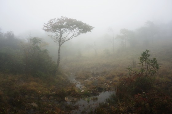 Yinzhulaoshan PNR in the fog. Credit: Lin Wuying/FFI