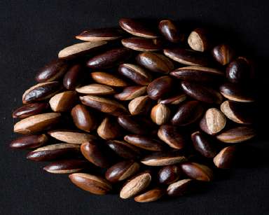 pouteria_adolfi-friedericii_seeds small size for website