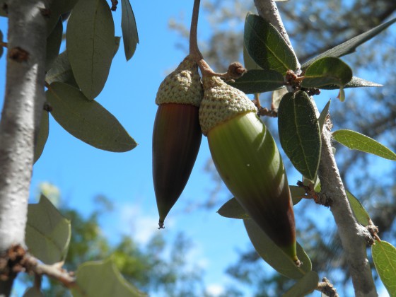 The distinctive acorns of Quercus brandegeei. Credit: Jose Luis Leon de la Luz/CIBNOR.