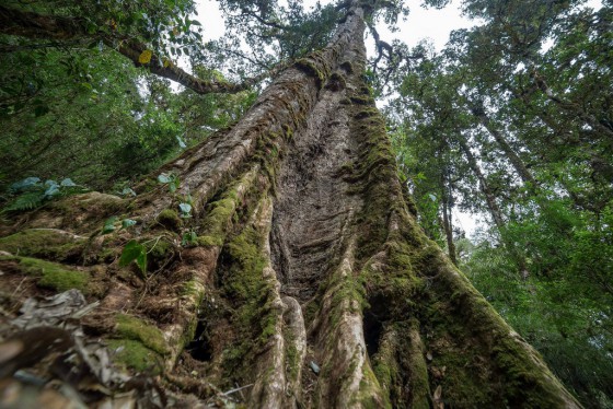 Towering Quercus bumelioides Credit: Flickr/Duane Hook.
