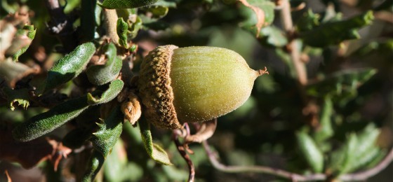 The small acorns of Quercus dumosa. Credit: Flickr/Jerry Kirkhart.