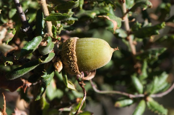 The small acorns of Quercus dumosa. Credit: Flickr/Jerry Kirkhart.