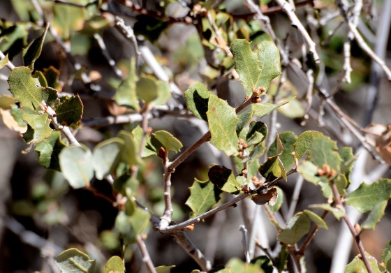 The holly-like leaves of Quercus dumosa. Credit: Flickr/Don Laurie.