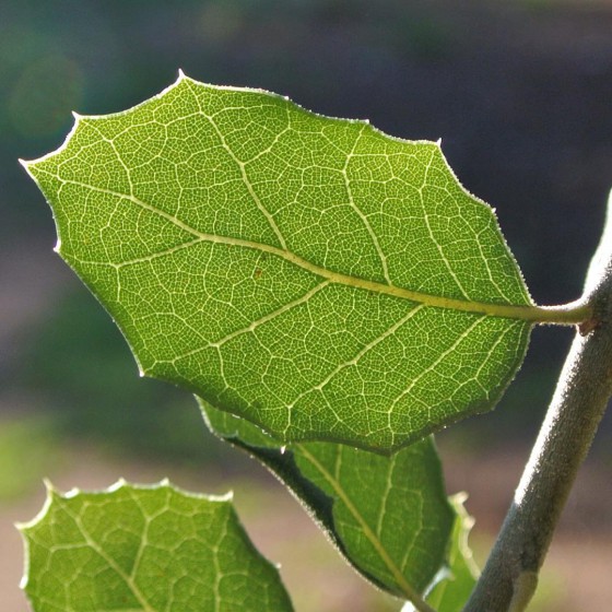 A Quercus dumosa leaf. Credit: Flickr/ElCajonYachtClub
