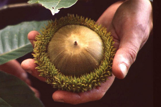 The palm-sized acorn of Quercus insignis. Credit: Guy Sternberg.