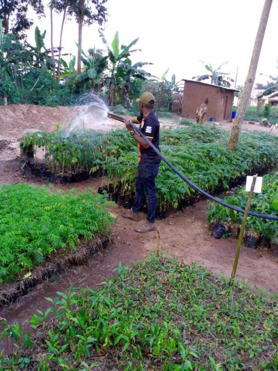 Evening watering of indigenous tree seedlings in Lwamunda nursery, © Mukonzi Stanley
