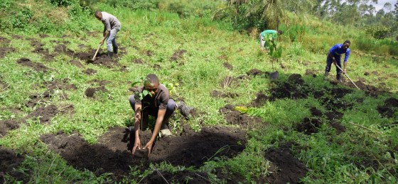 Restoration plot planting in Uganda