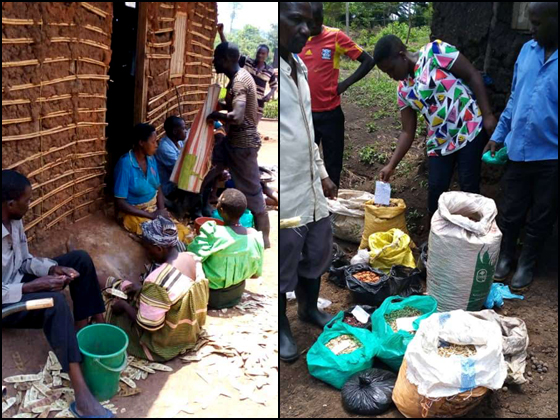 Seed collections being sorted by community collectors at Kagadi (left) and Mbale (right) nurseries, © Alislam Said Musa Mutegeki, Tooro Botanical Garden